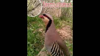 farmi chakor full masti video keklik sesi KEKLİK Avi #chakor #dasi #shikati #hunting #sound #birds