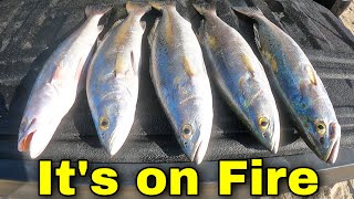 The Surf on Fire | Wade Fishing the Beach