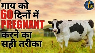 गाय को 60 दिनों में PREGNANT करने का सही तरीका। How to Pregnant cow in 60 days |