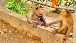 Juvenile Monkey Is Strongly Warned By Mother Sivpey, This Monkey Is Trying To Catch Her Kid