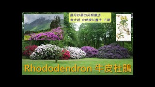 《靈丹妙藥的同類療法》- EP245 - 牛皮杜鵑 Rhododendron Chrysanthum