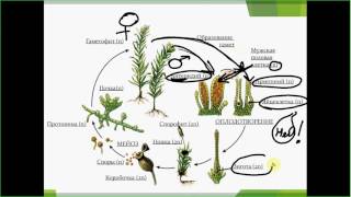 Размножение мха. ОГЭ. ЕГЭ. Биология.