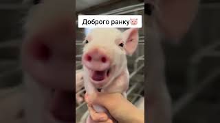 Доброго ранку🐷Магазин "Селюк"м. Луцьк вул. Генерала Шухевича 6