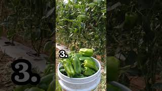 Guía para cultivar chile o pimientos #plantas #huerto #plantaciones #huerta #tips #agricultura