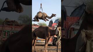 Camels loading part 101 #camel #animals #youtubeshorts #youtube #viralvideo #shorts #short