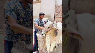 Love bakra and cow Bakra Eid 2k24