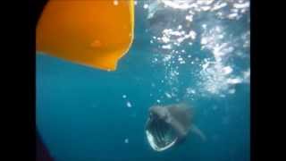 baskin shark swims with kayaker, clean version lol.