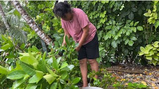 Preserving Kiribati food and garden tour