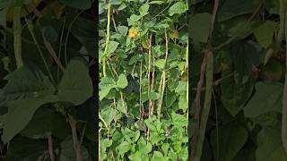 Drying Your Beans 🫘 Outside on the Vine - Do it Like Nature Intended || DHBG