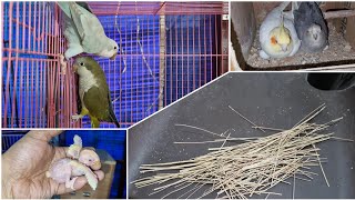 The Right Way to Give Nesting Material To Monk Parakeet || Setup Progress - All About Pets