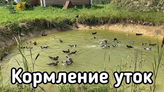 Кормление уток, просто забавное видео.