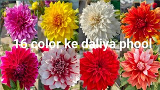 16 colour ke daliya flower #daliya #testafarming