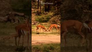 Impala’s intense fighting #shorts #nature