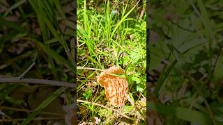 The DEAD Giveaway for Finding Big Morels.   #foraging #morel #mushroom