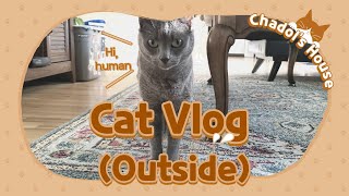 The Cat Daily Video - Life of Korat Cat with Siam Vlog