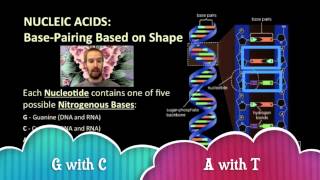 Biology 03-4 Nucleic Acids