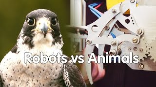 How do robots copy animals? | We The Curious