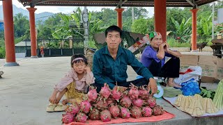 Full video: 145 days Harvesting fruits such as Dragon fruit, golden melon, Jackfruit for sale