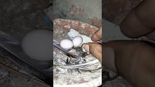 खजाने की चाबी मिल गई😱😀😃😍 || kabuter ke ghosle me chabi mili #trending #pigeon #bird #viral #kabutar