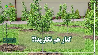 چه درختانی را نباید کنار هم بکاریم؟!