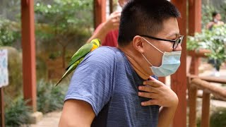 Singapore Zoo Funny Bird Attack parrot video at Jurong Bird Park #singaporezoo #birdattack #parrot