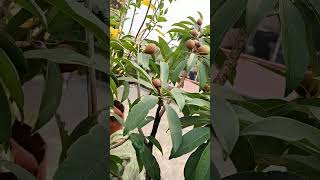 Grow Sapodilla (Chiku) in pot| টবে সবেদা। #rajgardens #shortsvideo #shortsviral #shortsfeed #chiku