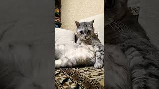 Этим козлам чай #cat #смешныекоты #юмор #прикол #приколы #смешныекошки #shorts