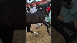 Best Horse Dance#horsedance #2024 #shots