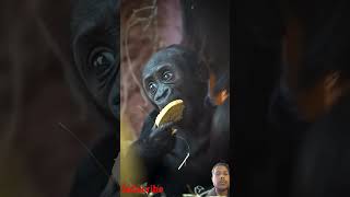 Gorilla baby and mother's #funny #gorilla #animals #gorillababy #wildlife #shorts #zoo #monkey #4k