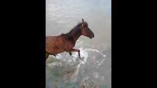 HOW?😱THE HORSES JUST SUPER JUMPED OUT OF THE WATER#shorts