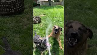 dogs enjoying water #dog #dogs #doglover #puppy #pets #shortsvideo #trending #youtubeshort #short