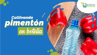 🫑Cultivando PIMENTON en botellas de manera fácil y rápida