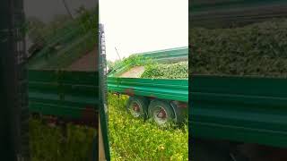 Hemp harvest 2020 / John Deere 6300