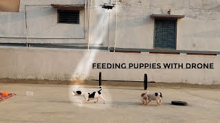 FEEDING INDIAN PUPPIES WITH DRONE | CUTE INDIAN STAY DOGS PUPPIES.