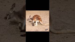 Kangaroo | Sound Wild Animals #shorts #wildlife #animal