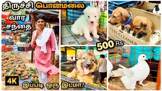 Trichy ponmalai santhai Today | குறைந்த விலையில் செல்ல பிராணிகள் | Ponmalai Pets Market Sunday