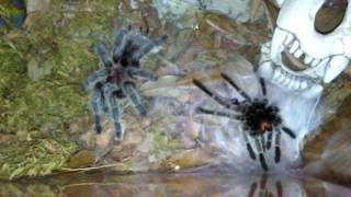 Rose hair tarantula molt (Harry)