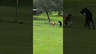 Rough Collie & Great Dane at play - Uther and his friend Jerry