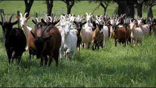 La ferme des trois chênes - T'en fais tout un fromage !