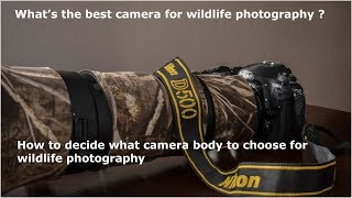 How to decide what camera body to choose for wildlife photography.