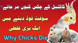 Why cockatiel chicks die | cockatiel best breeding guide