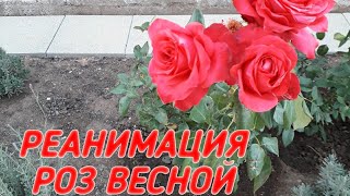 Реанимация роз весной. Что делать если розы черные.