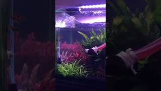 Aquarium water change day | lambchops loving the flow