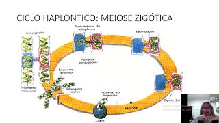 CICLOS REPRODUTIVOS E ALGAS