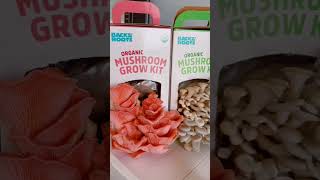 These Grew in 7 Days! 🤯 | Organic Oyster Mushroom Kit 🍄