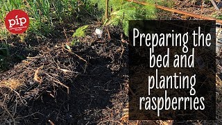 Preparing the beds and planting raspberries #piptips #6