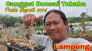 Cangget Bonsai Tubaba piala Bupati 2024