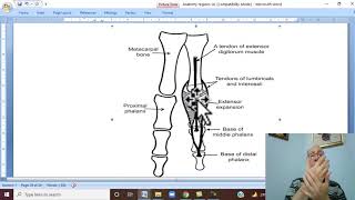 Musculo-skeletal Module I in Arabic 53 ( Extensor Expansion of fingers ) , by Dr. Wahdan 2022