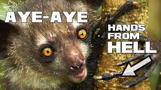 The Echolocating Lemur - Aye-Aye - Animal a Day