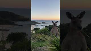 Simplemente hermoso😍🦘🏝️ #nature #travel #beautiful #animals #playa #canguro #subscribe #paradise